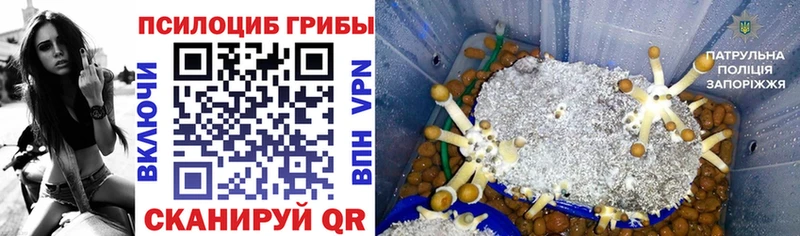 Купить закладки Болохово Псилоцибиновые грибы мухоморы